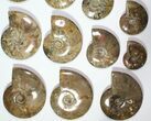 Lot: - Polished Whole Ammonite Fossils - Pieces #116636-1